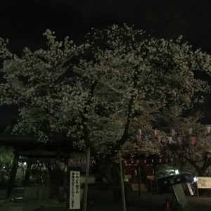 Y. 　お花見