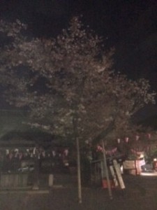 Ｙ.　お花見